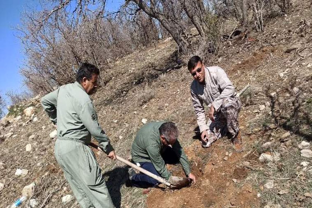 کاشت درختان مثمر در مناطق حفاظت شده گچساران