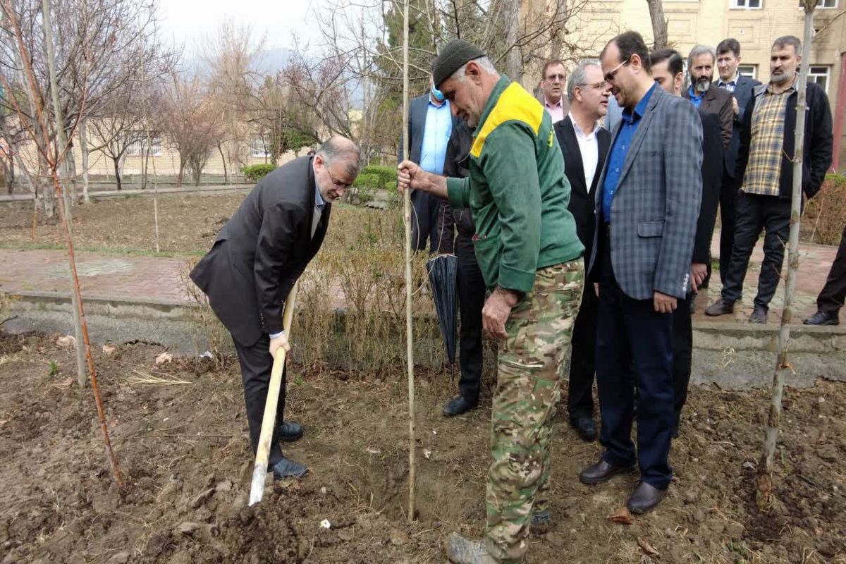 یک میلیارد نهال در کشور کاشته می شود