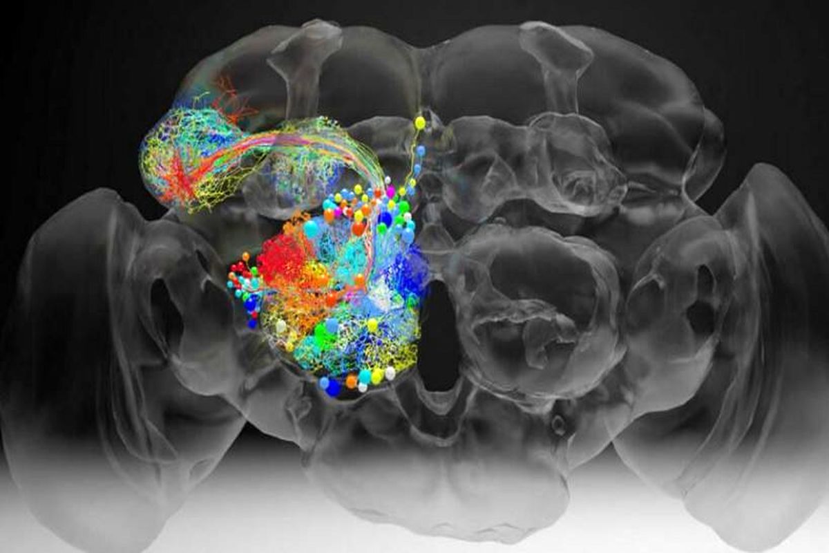 ایجاد پیچیده‌ترین نقشه از اتصالات عصبی مغز حشرات