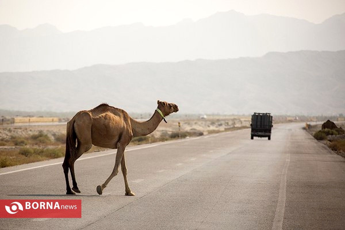 شتران سرگردان ذبح و با صاحبان سهل انکار برخورد قضایی خواهد شد