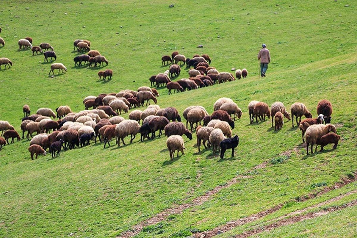 لزوم داشتن کارت تردد و پروانه چرای دام برای عشایر در لرستان