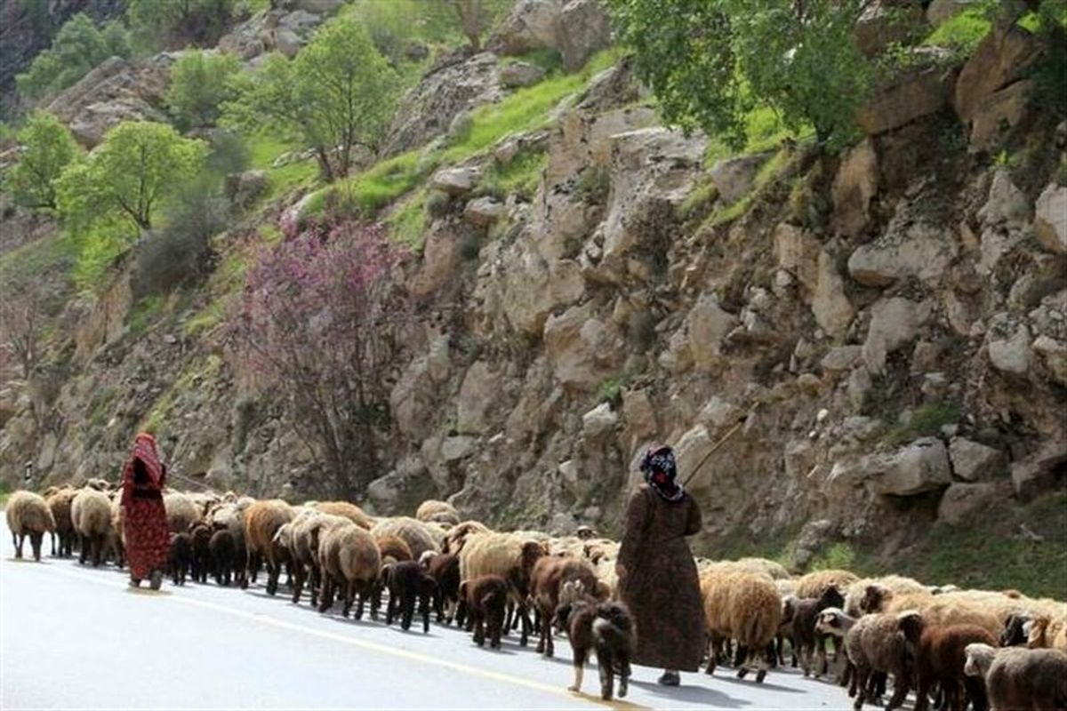 لزوم به همراه داشتن کارت تردد و پروانه چرای دام عشایر در لرستان