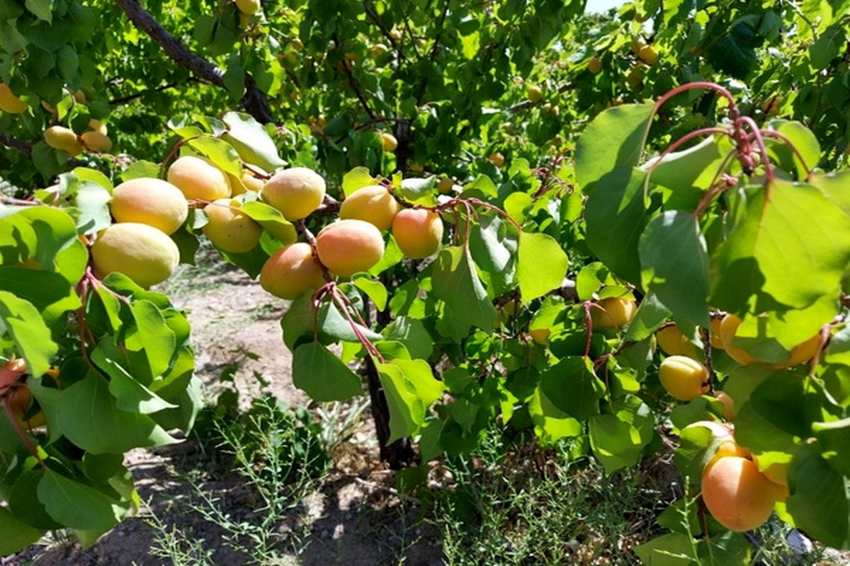 آغاز اولین برداشت زردآلو از باغات تفتان در سیستان و بلوچستان