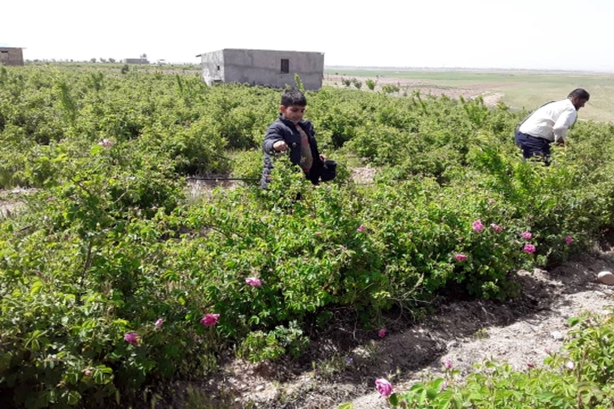 برداشت گل محمدی از گلستان‌های شهرستان قزوین آغاز شد