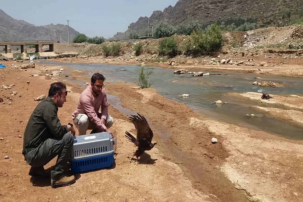 بازگشت سنقر تالابی به طبیعت لرستان