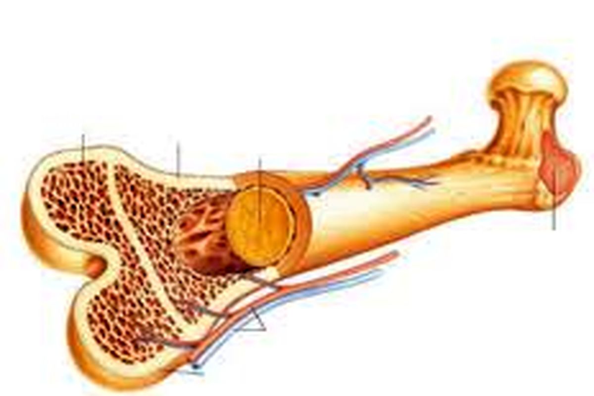 زمینه سازی ایجاد بخش پیوند مغز استخوان