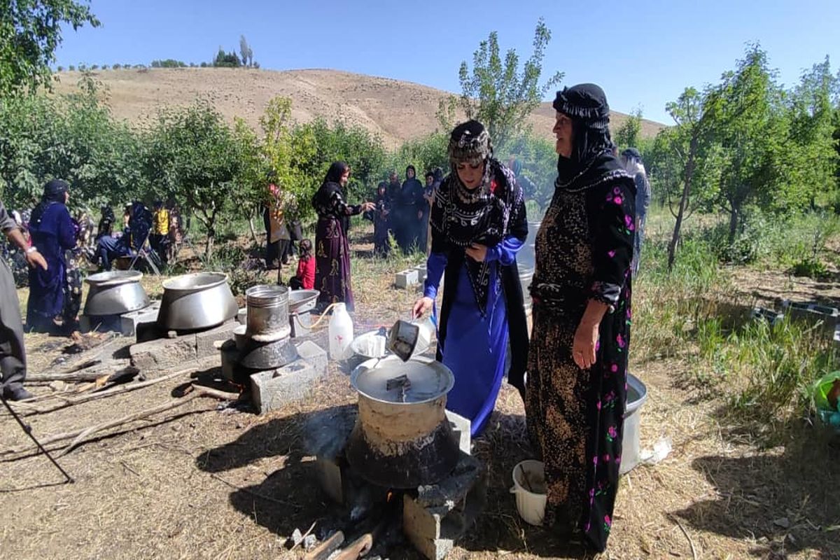 اولین جشنواره گلاب گیری در روستای امروله سنندج