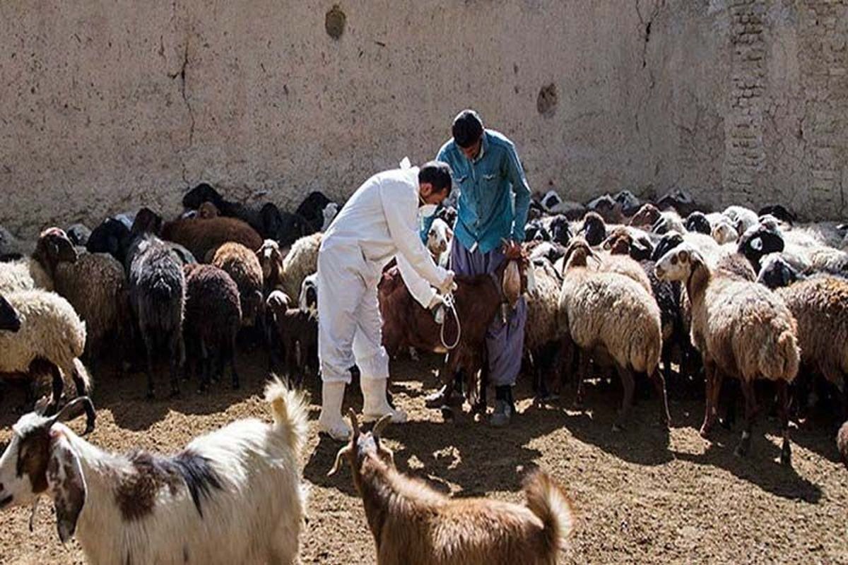 تستسل و بروسلوز ۱۰۰۰ راس دام سنگین در شادگان