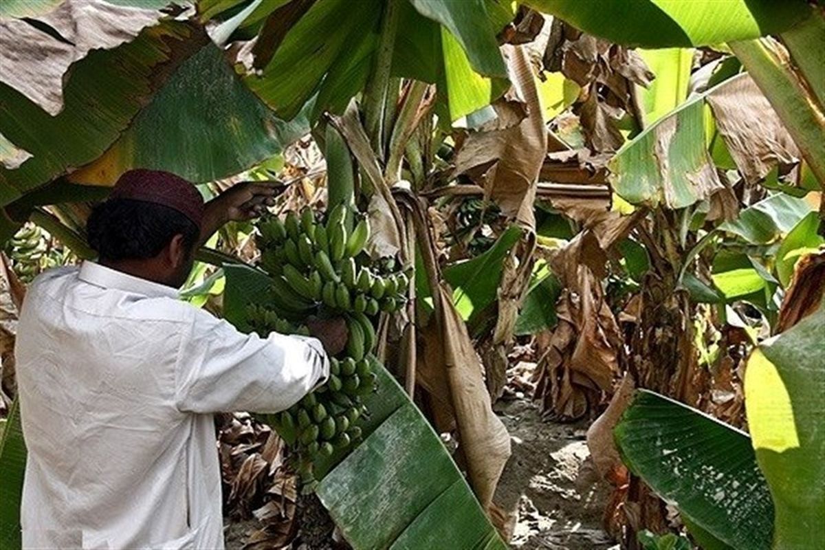 برداشت بیش‌از ۶۰ هزار تن موز از سه هزار هکتار باغات سیستان و بلوچستان