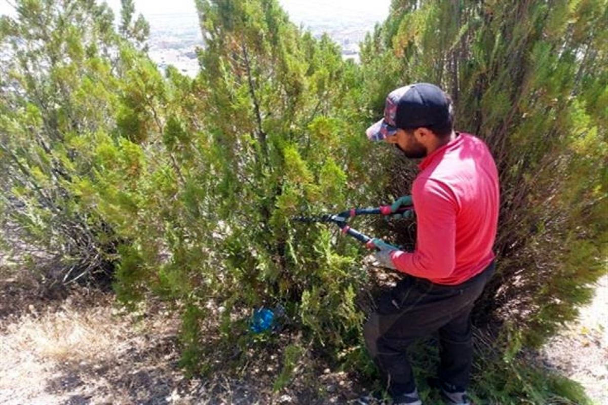 ۱۳ هزار اصله درختان سرو و کاج در آبیدر سنندج هرس می‌شود