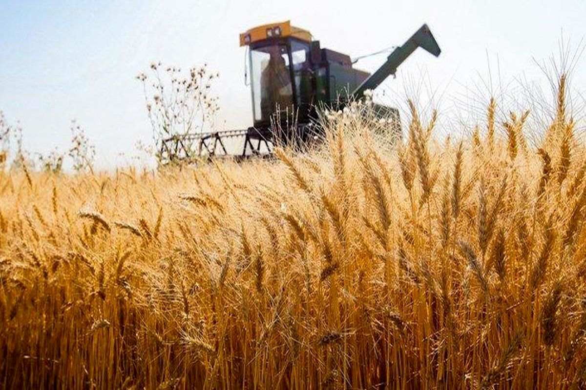 موسوی:  درسال جاری ۲۲۵ هزار تن گندم در فارس خریداری شد