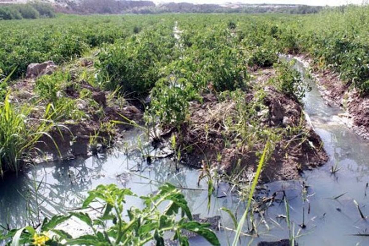 مصرف سبزی آلوده از عوامل مهم انتقال وبا است