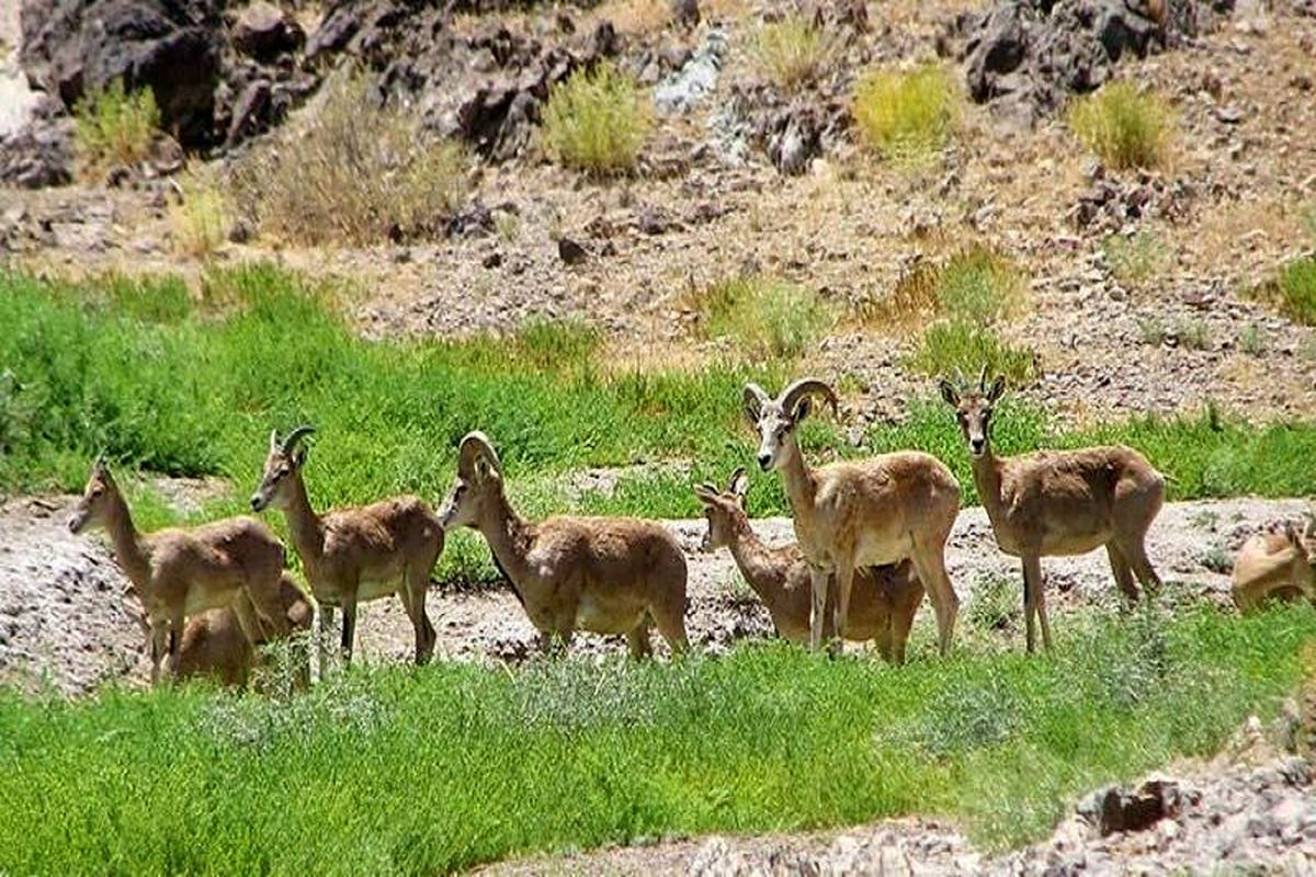 معاون محیط زیست همدان: خشکسالی حیات حیوانات تازه متولد شده را تهدید می‌کند