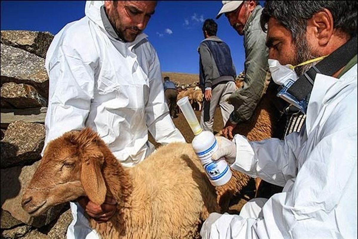 اردوی جهادی خدمات رایگان دامپزشکی در قزوین برگزار می شود