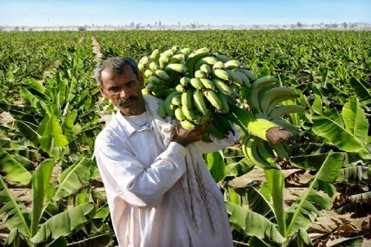 ۹۰ هزار تن موز در سیستان و بلوچستان برداشت شد