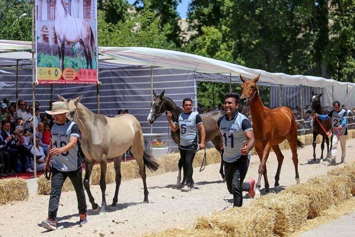 برگزاری جشنواره ملی زیبایی اسب اصیل ترکمن در بجنورد