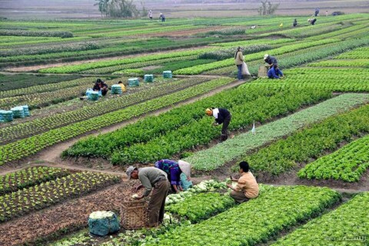 خسارت ۲۵ درصدی کاهش عملکرد با هر ۱۰ روز تاخیر در ارائه الگوی کشت