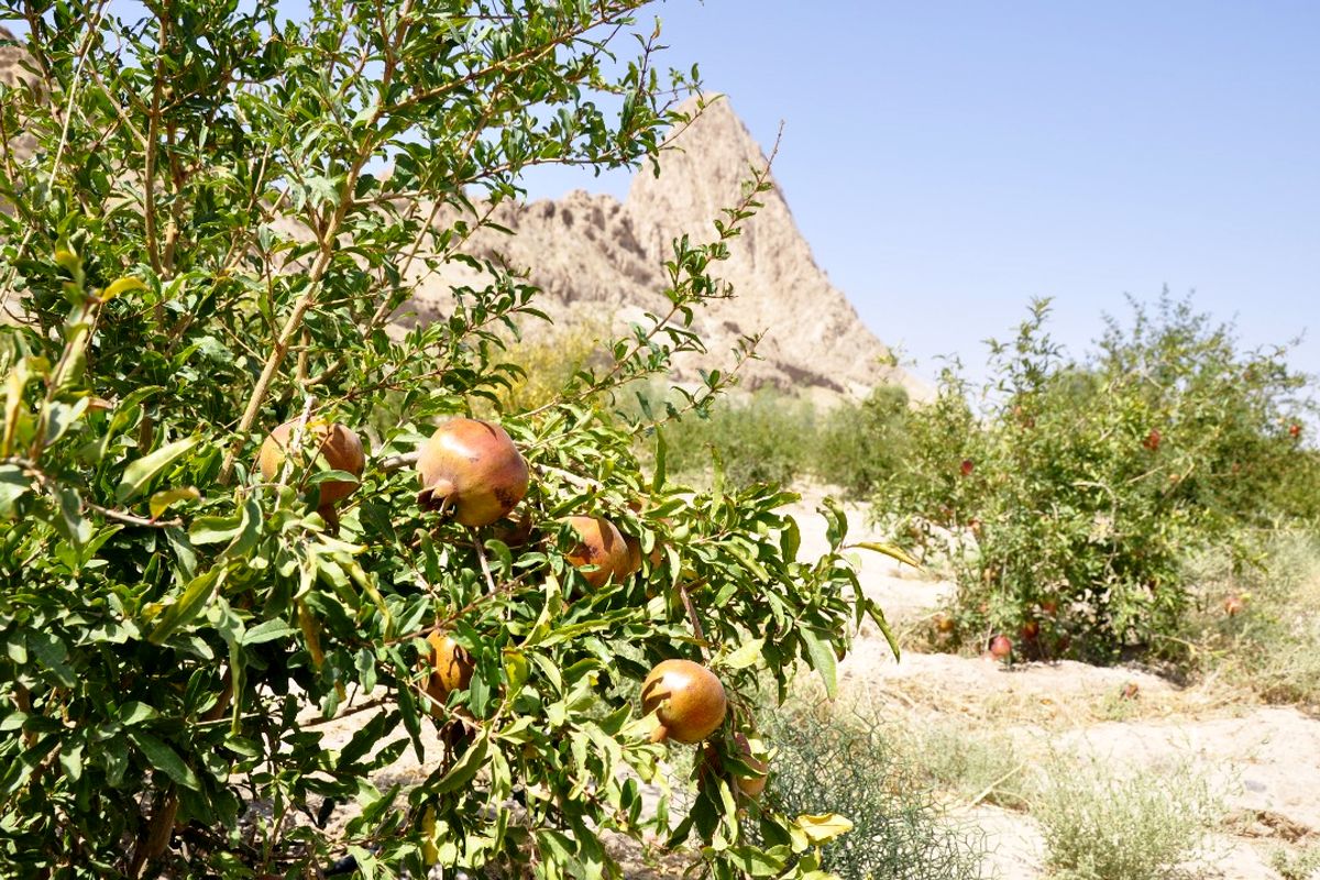 افزایش استفاده از درختان میوه در طراحی کاشت فضاهای سبز شهری قم