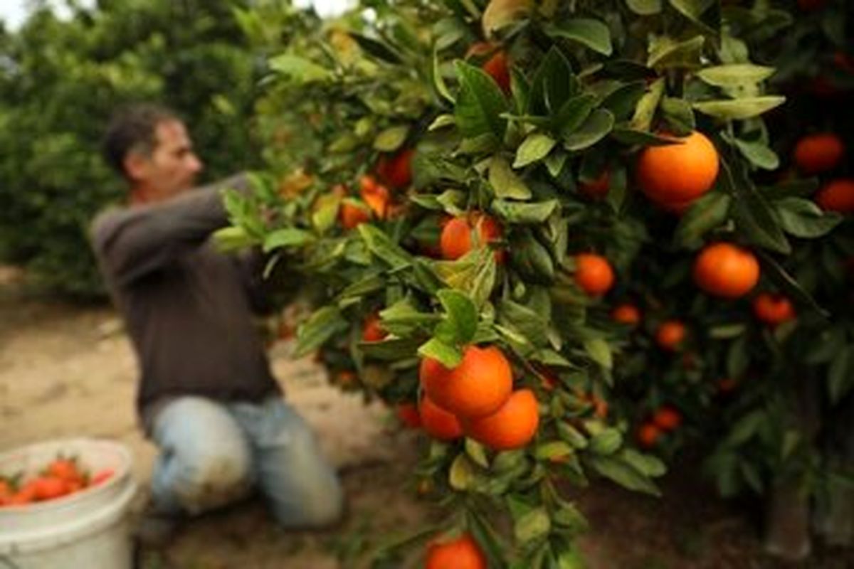 ۵ هزار تن مرکبات در سیستان و بلوچستان برداشت شد