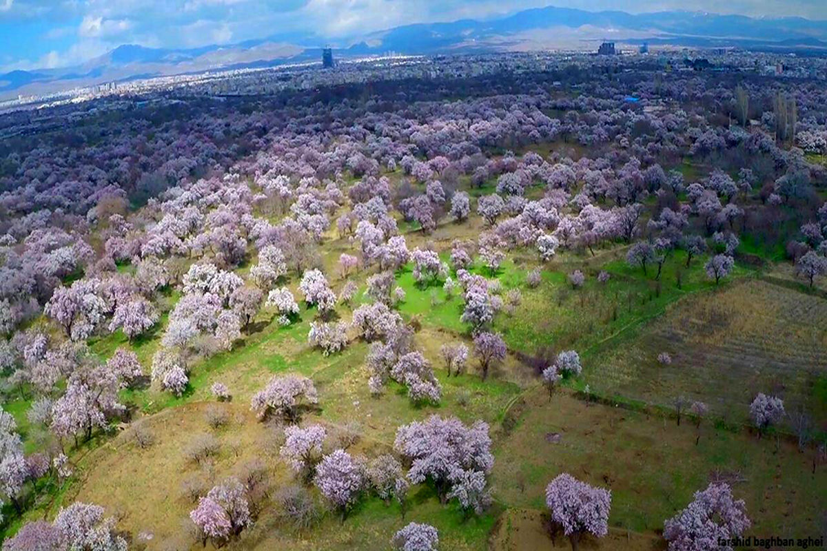 حفظ باغستان در متن تصمیم‌گیری مدیران استان قزوین قرار دارد