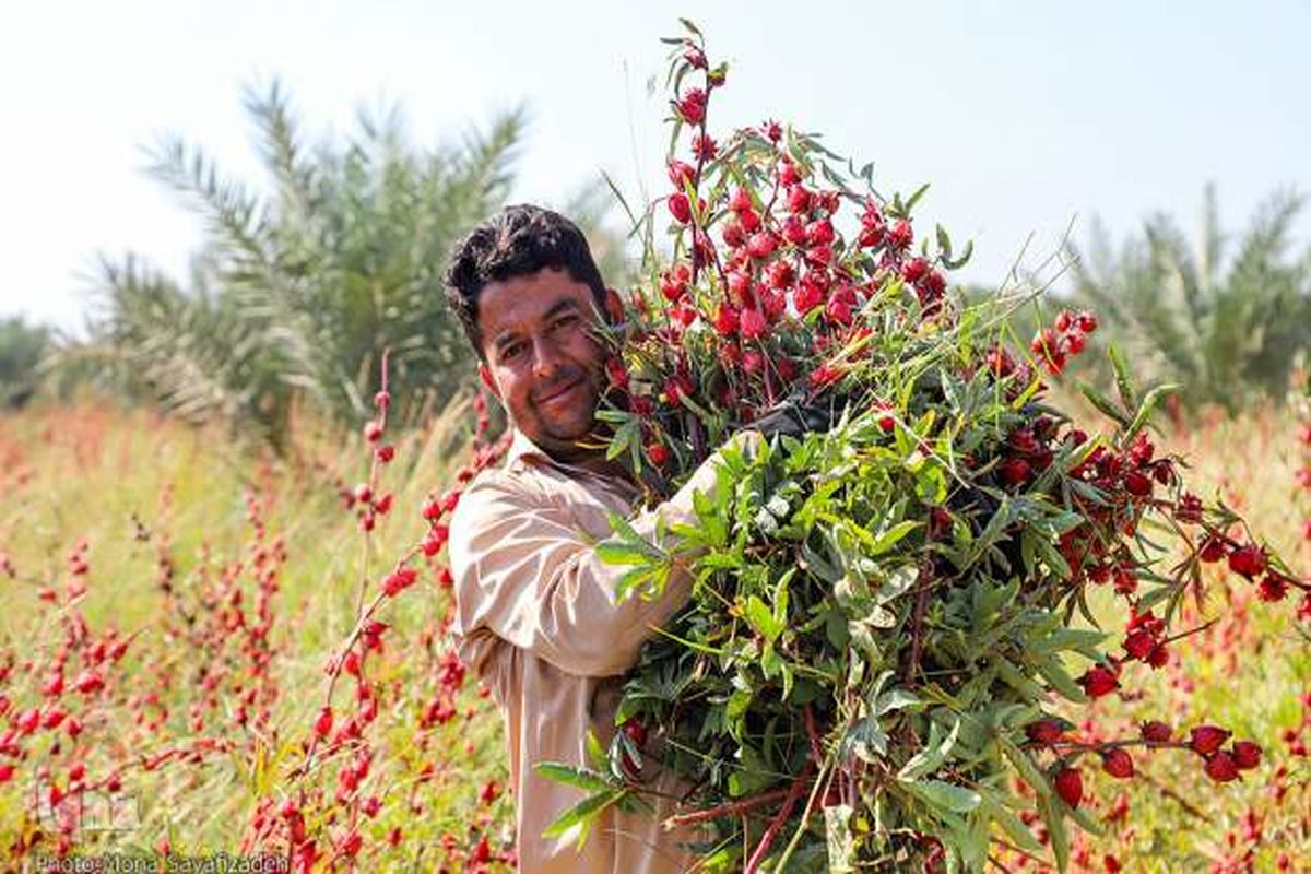 آغاز برداشت چای ترش از مزارع شهرستان کارون