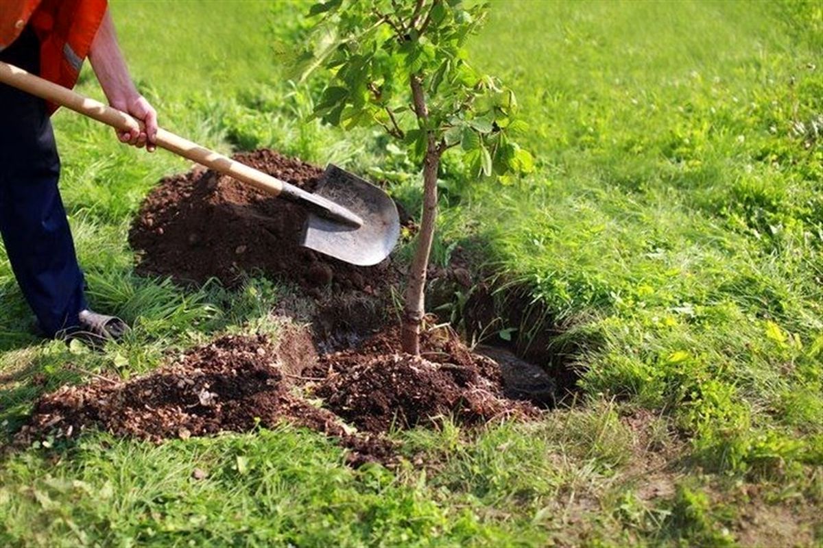 کاشت درخت به جای زندان در کلاله