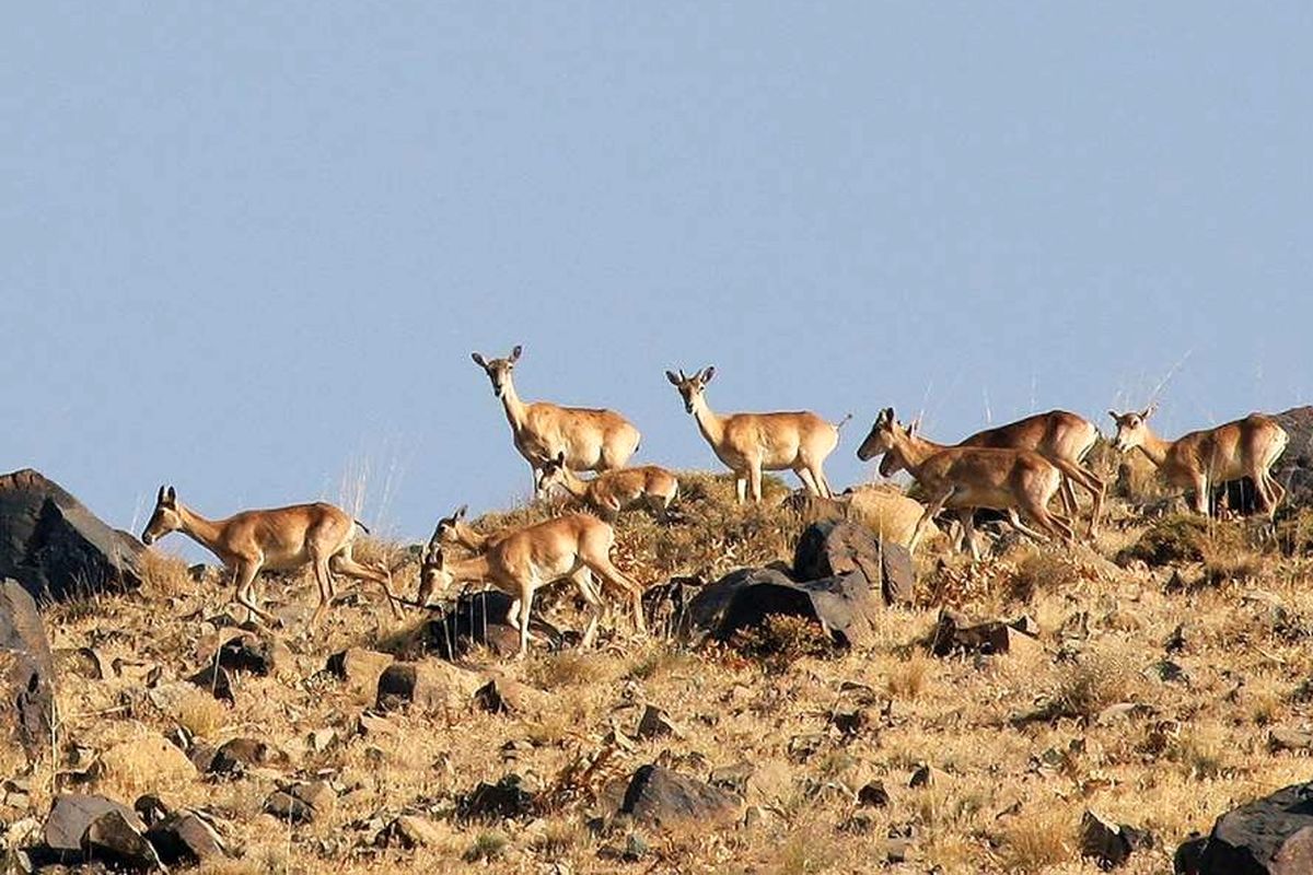 آغاز سرشماری حیات وحش در مناطق گرمسیری کهگیلویه و بویراحمد