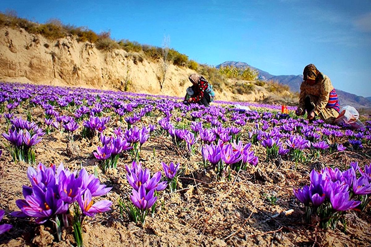 آغاز برداشت طلای سرخ از ۱۰۱ هکتار از مزارع کشاورزی قزوین