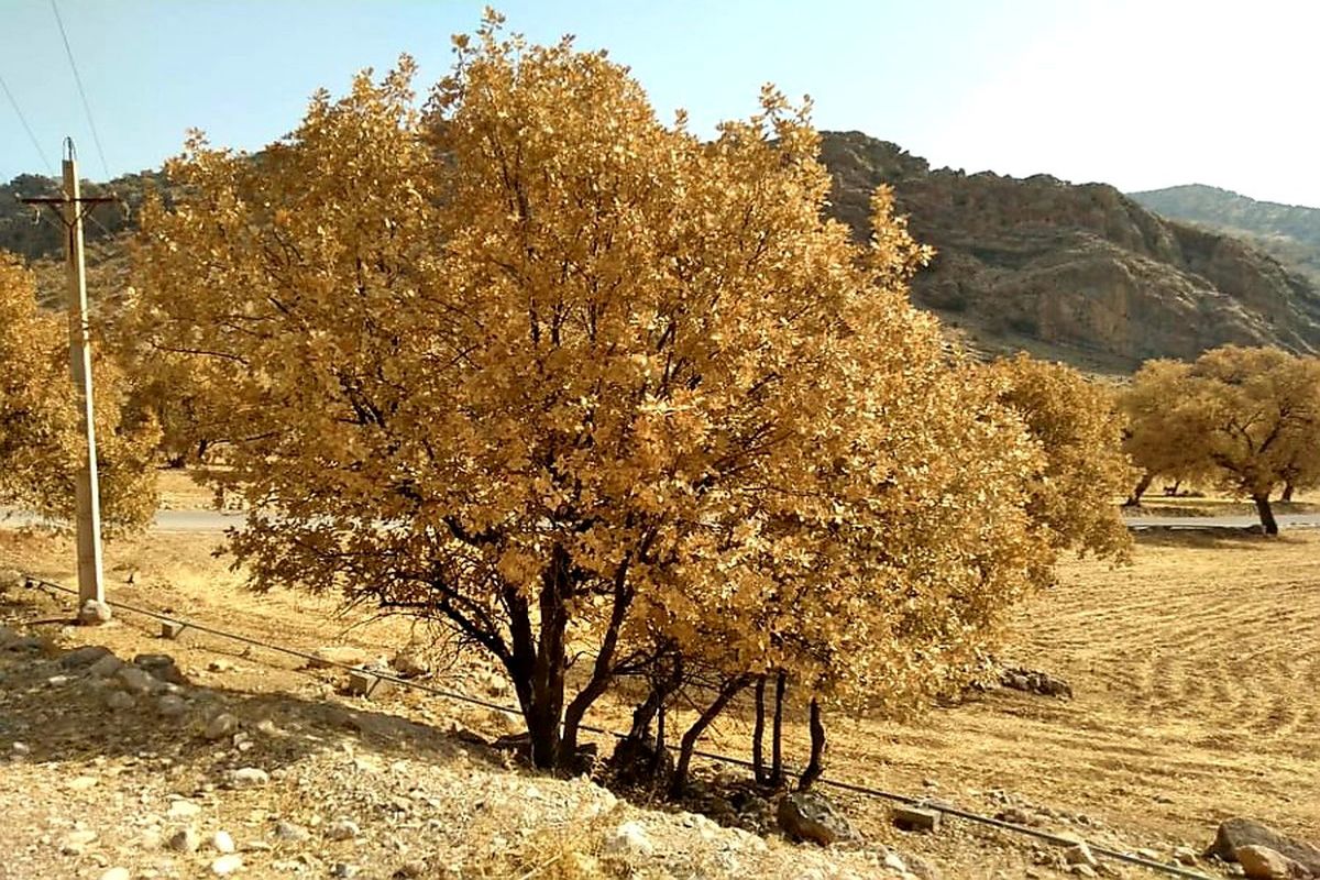 نجات جنگل ها در گرو زدودن فقر و کاهش وابستگی مردم محلی است