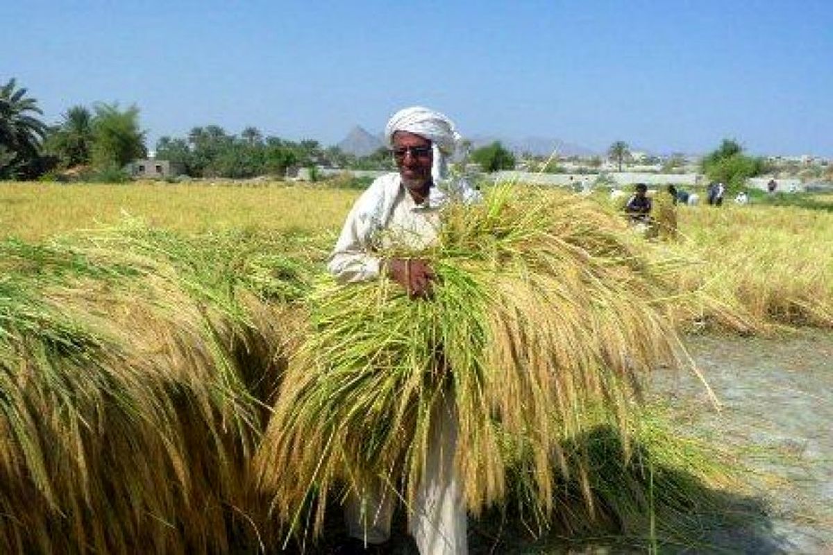 آغاز خرید شالی از شالیکاران خوزستان