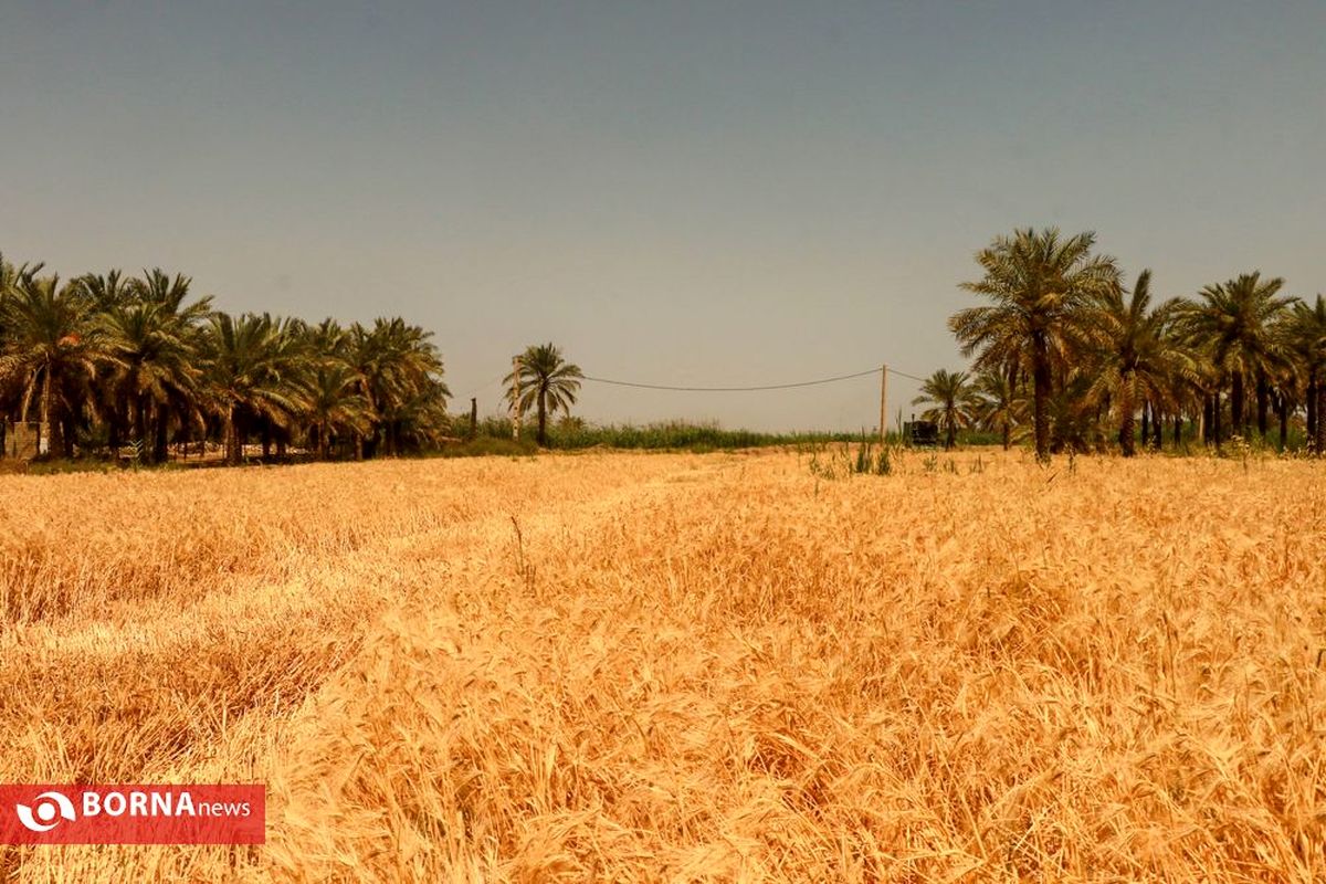 ۹۰۰ هکتار از مزارع آبادان زیر کشت پاییزه رفت