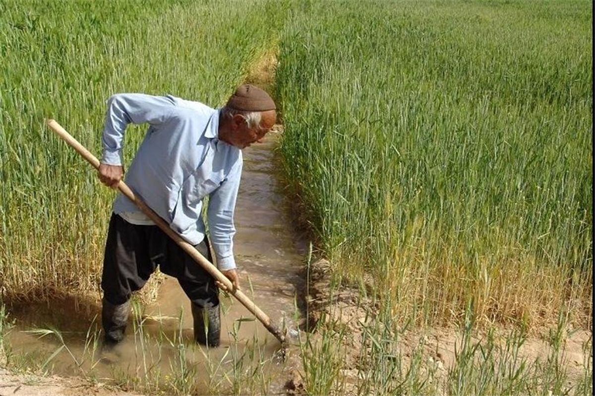 کسب رتبه نخست گلستان در کشت قراردادی گندم