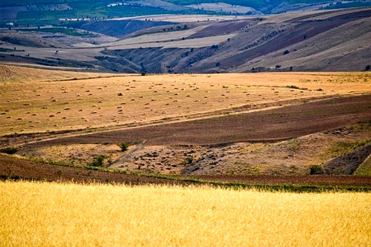 حمایت بیمه‌ای وزارت جهاد کشاورزی از طرح جهش تولید در دیمزارها/ سهم ۷۰ درصدی دولت در پرداخت حق بیمه کشاورزان