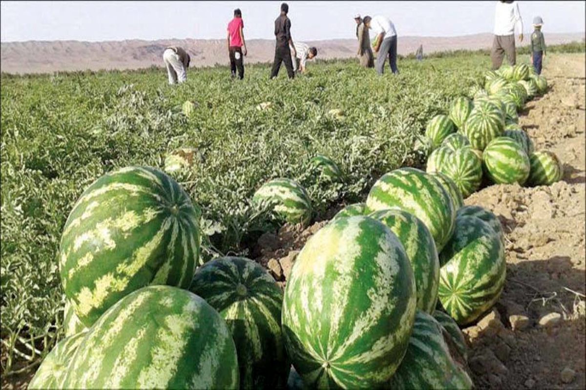 اعلام نشدن لیست محصولات آب‌بر برای عوارض صادراتی