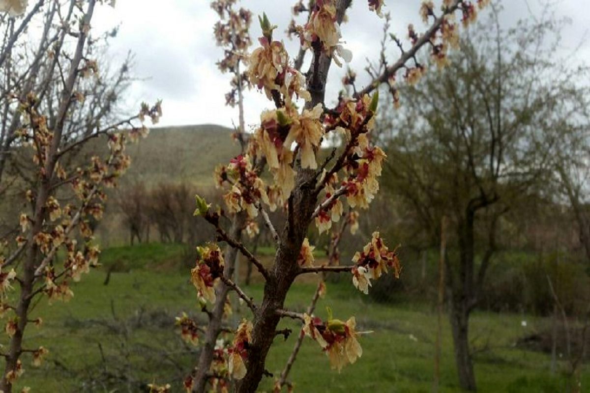 خسارت سرمازدگی باغات نهاوند به ۳۰۰ میلیارد تومان رسید