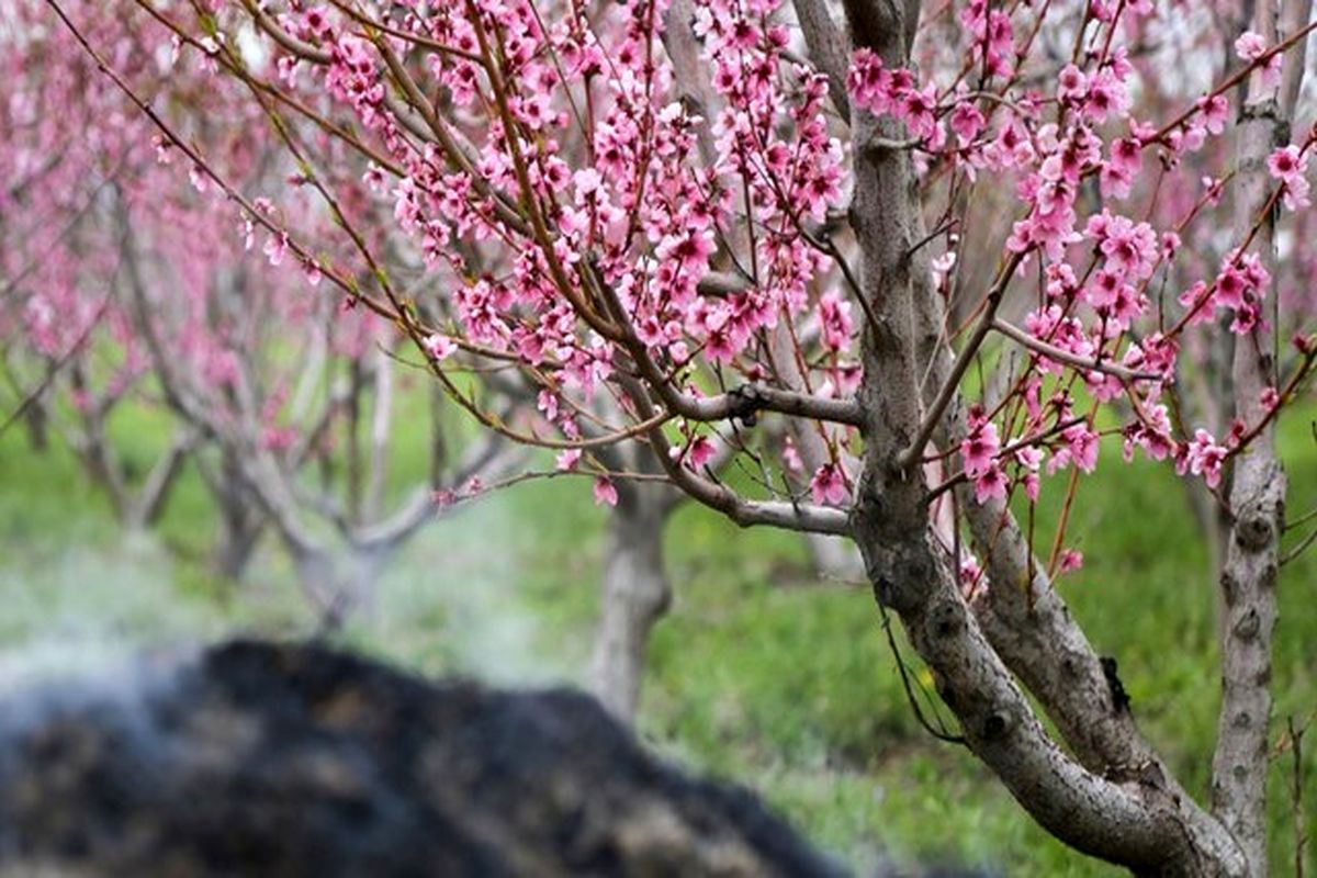 خسارت  ۷۰۰ میلیارد تومانی سرمازدگی به باغات آذربایجان‌غربی