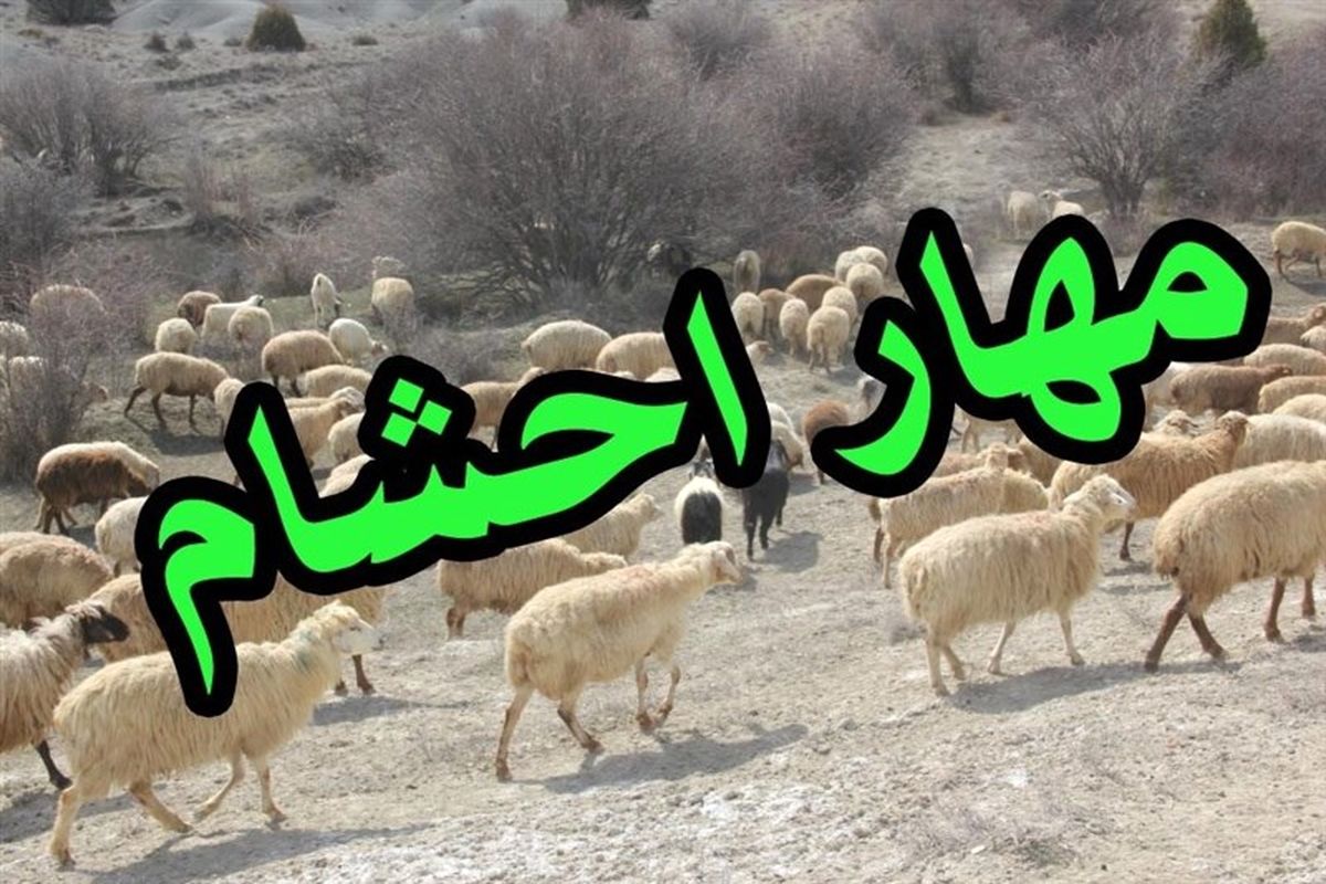 کشف بزرگترین کاروان قاچاق احشام در مرزهای آذربایجان غربی