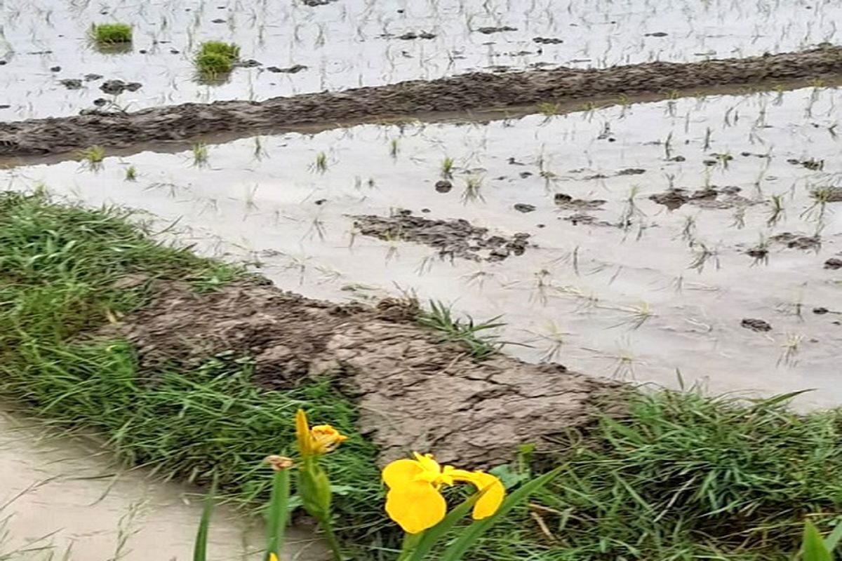 خروج شالیزار‌های گیلان از طرح هادی روستایی