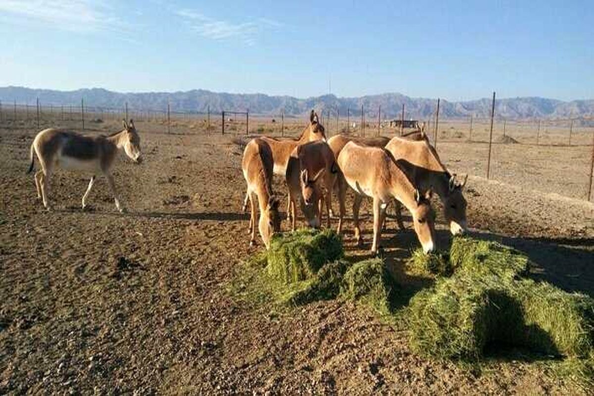 فیلم گله گورخر ایرانی در پارک ملی توران