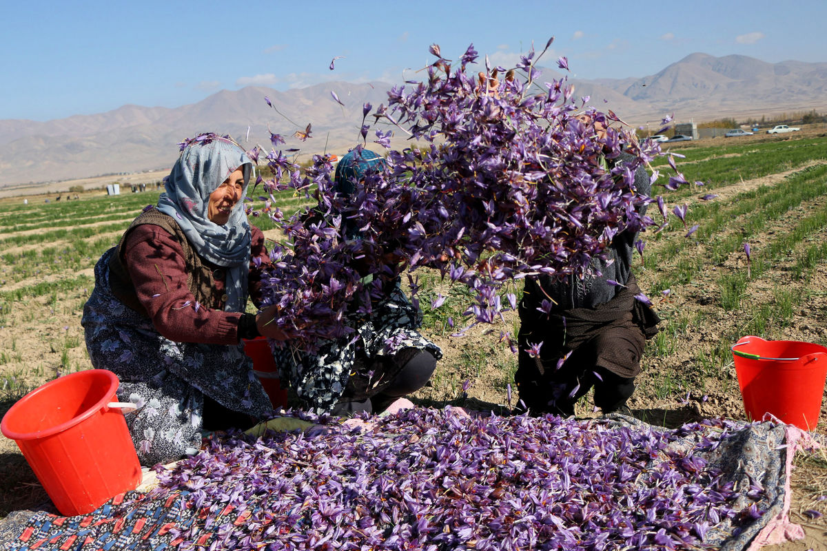 پرداخت مطالبات زعفران‌کاران با قیمت حمایتی