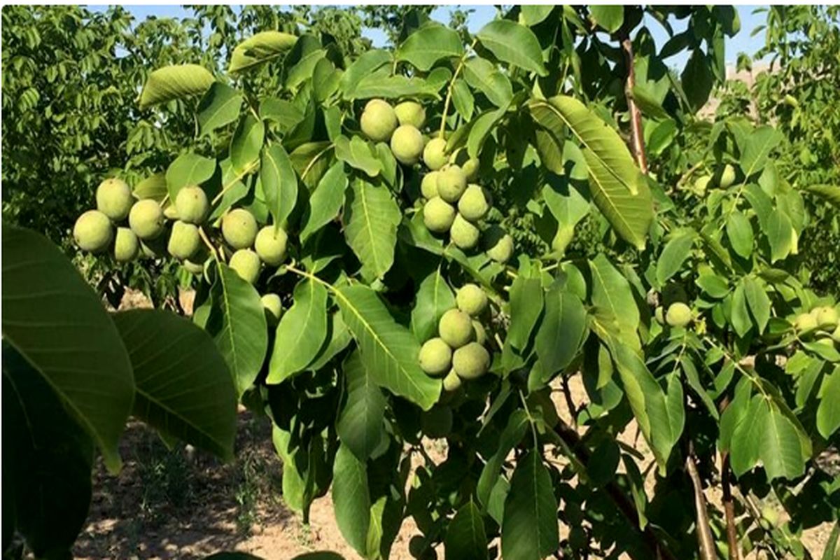 راهنمای معرفی ۳ نهال گردو پربار مناطق سردسیر