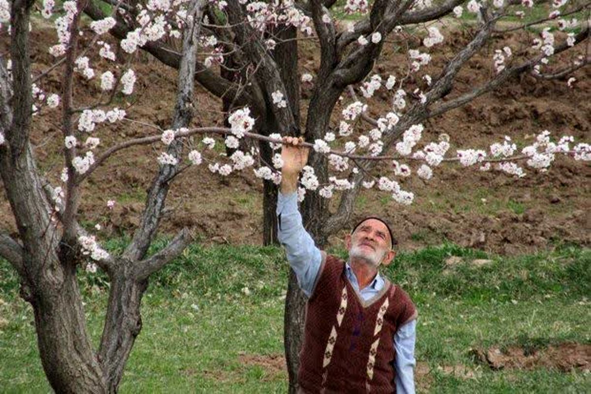 هشدار سطح نارنجی کشاورزی در البرز/تعطیلات پایان هفته هوا سرد می شود