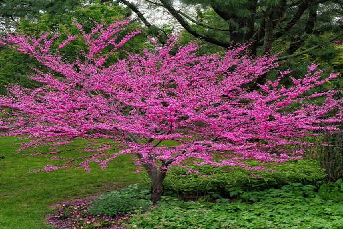 افزایش دمای هوا در گیلان