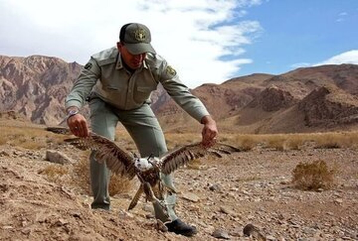 سرشماری زمستانه پرندگان مهاجر آبزی و کنار آبزی تالاب میقان اراک آغاز شد