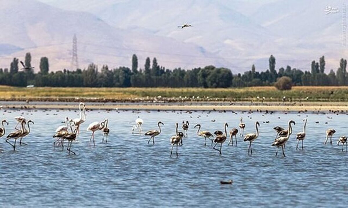 ۲ تالاب آذربایجان‌غربی به صورت آنلاین پایش می‌شود