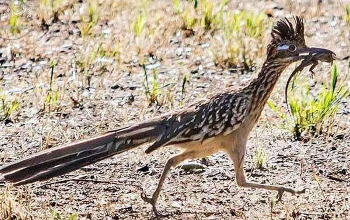 این پرنده عاشق خوردن مار است!