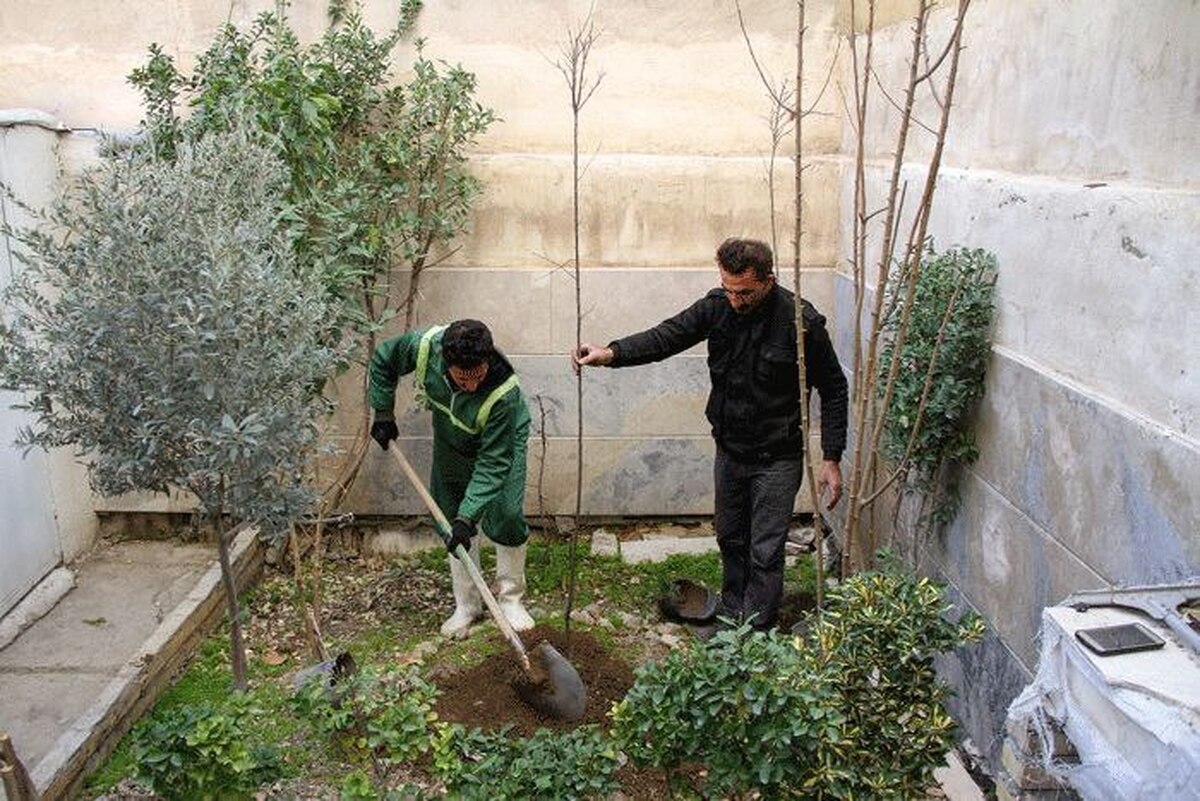 آغاز کاشت نهال رایگان در منازل شهروندان تهرانی