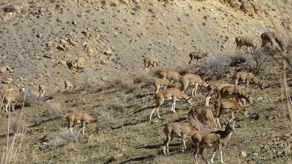 دستگیری سه شکارچی قوچ ارمنی در زنجان