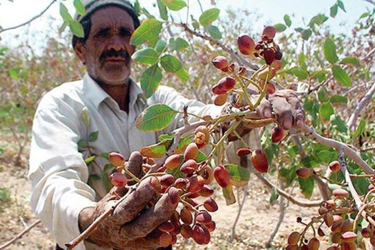 توسعه کاشت پسته در آذربایجان‌ غربی