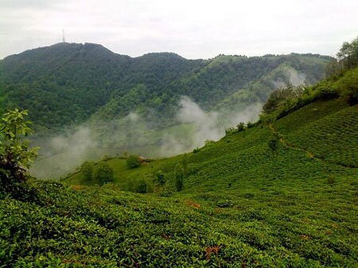 منطقه ییلاقی لیلاکوه مسیری محصور در باغات چای و مرکبات شهرستان لنگرود